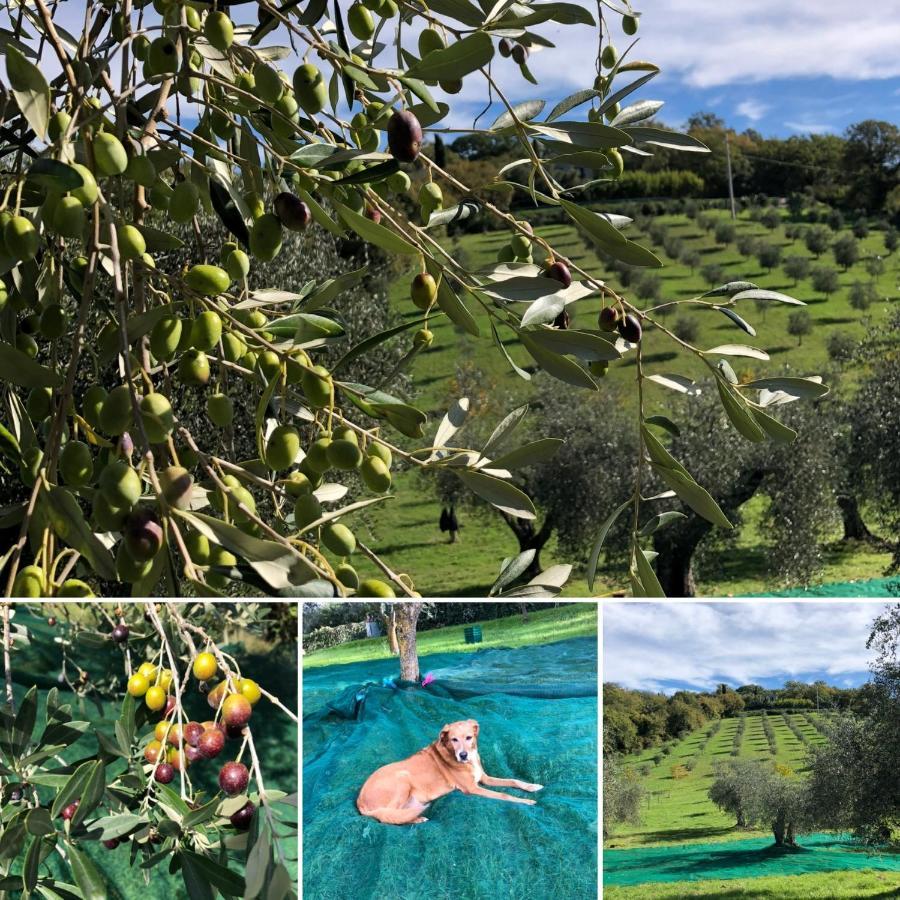 Agriturismo Poggio Del Drago Montemerano Exteriér fotografie